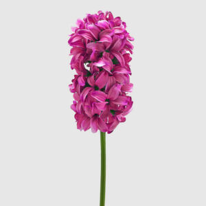 Művirág, Jácint bíbor, 49cm