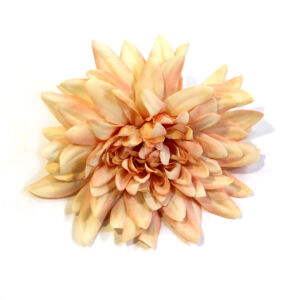 Művirág, krizantémfej barack