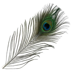 Pávatoll kb.25-30cm