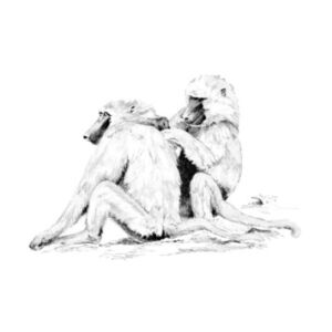 Grafikai készlet - Páviánok 