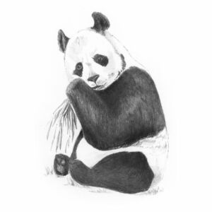 Mini grafikai készlet - Panda