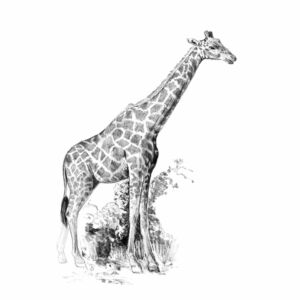 Mini grafikai készlet - Zsiráf 13x18cm