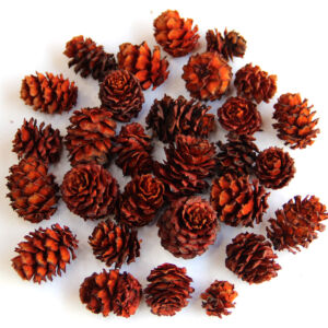 Salignum 50g/cs NARANCS