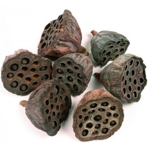 Lótusz 6-8cm/6db NATÚR