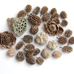 Zúzmarás vegyes terméscsomag 50g