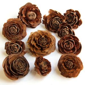 Cédrus rózsafej 60g