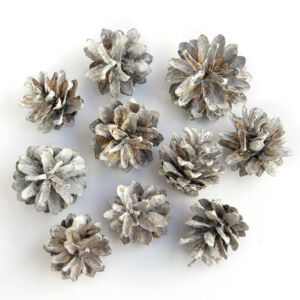 Zúzmarás toboz 10db