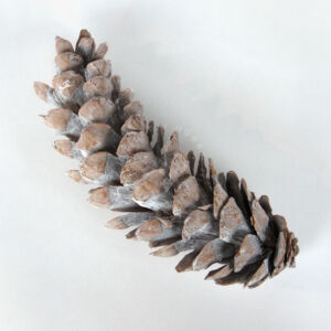 Kép 2/2 - Óriás toboz, fehér 21-22cm