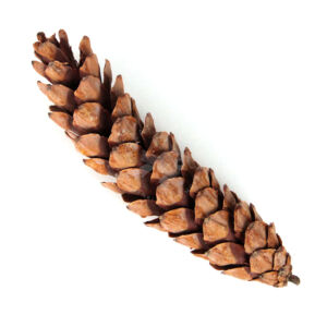 Kép 2/2 - Óriás toboz 21-22cm