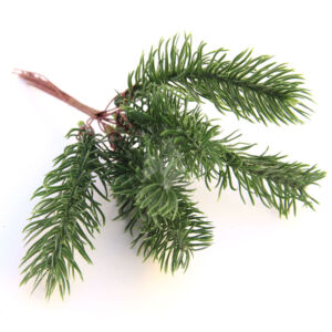 Kép 2/2 - Fenyő ágacska betűző 6db 17 cm