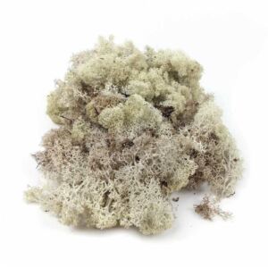 Kép 2/2 - Izlandi moha, natúr