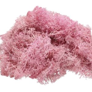 Kép 1/2 - Izlandi moha 40g/cs, RÓZSASZÍN