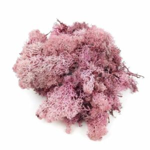 Kép 2/2 - Izlandi moha, rózsaszín