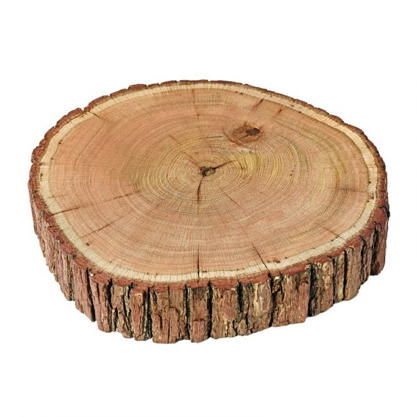 Tölgyfa szelet 9-9,5cm