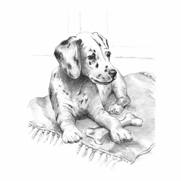 Grafikai készlet - Dalmata kölyök 