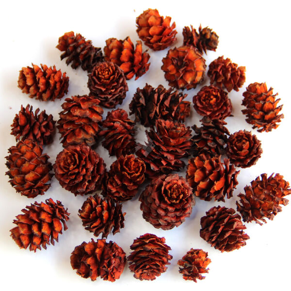Salignum 50g/cs NARANCS