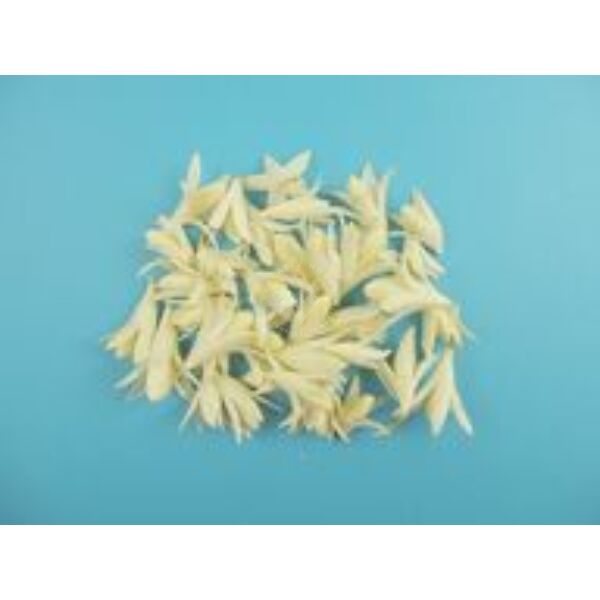 Csillag lili 10g/cs NATÚR